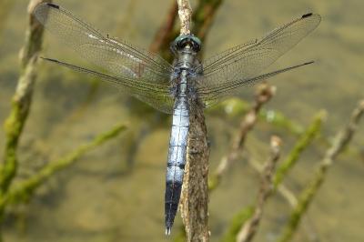 <i>Orthetrum albistylum</i>