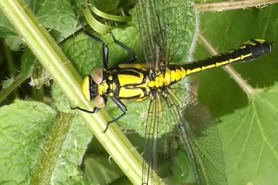 <i>Gomphus vulgatissimus</i>