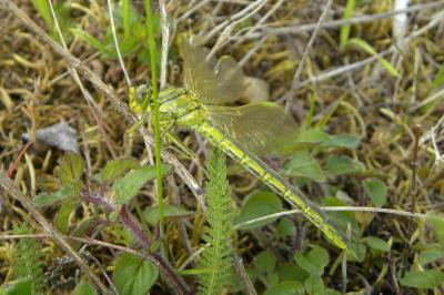<i>Gomphus pulchellus</i>