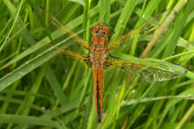 <i>Libellula fulva</i>