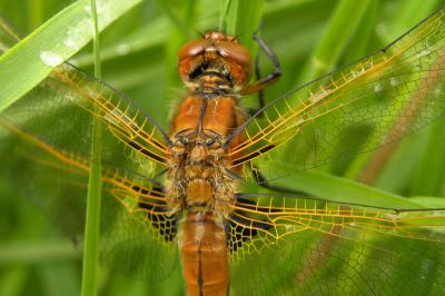 <i>Libellula fulva</i>