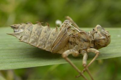 <i>Epitheca bimaculata</i>
