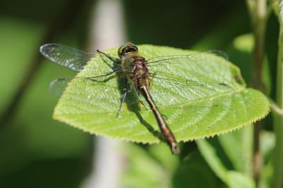 <i>Cordulia aenea</i>