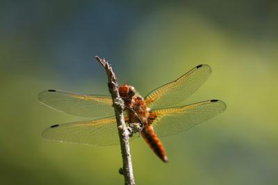 <i>Libellula fulva</i>