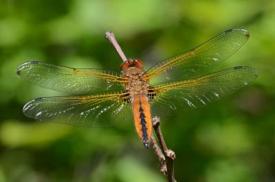 <i>Libellula fulva</i>