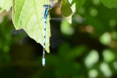 Enallagma cyathigerum