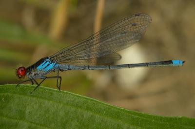 <i>Erythromma najas</i>