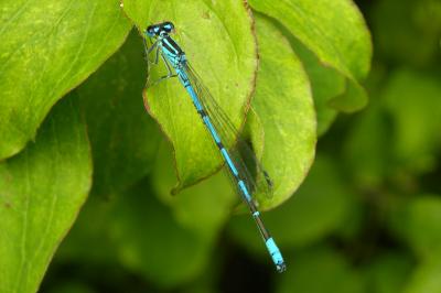 <i>Coenagrion puella</i>
