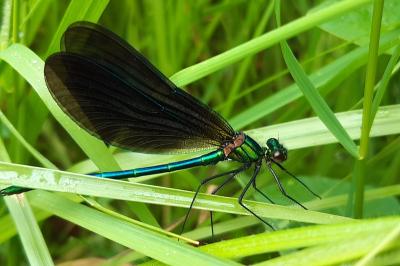 <i>Calopteryx virgo</i>
