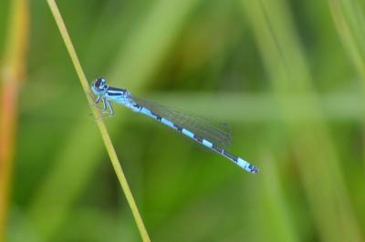 <i>Coenagrion mercuriale</i>