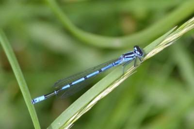 <i>Coenagrion puella</i>