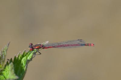 <i>Pyrrhosoma nymphula</i>
