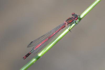 <i>Pyrrhosoma nymphula</i>