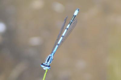 <i>Coenagrion puella</i>