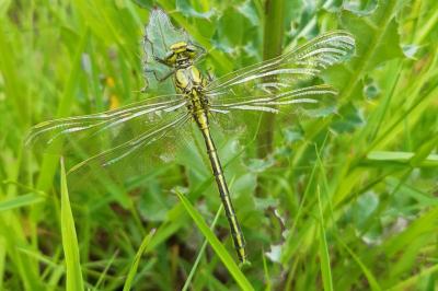 <i>Gomphus pulchellus</i>