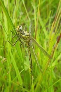 <i>Gomphus pulchellus</i>
