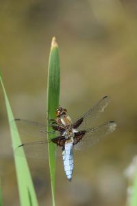 <i>Libellula depressa</i>