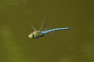 <i>Anax imperator</i>