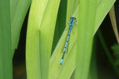 <i>Platycnemis pennipes</i>
