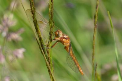 <i>Orthetrum coerulescens</i>