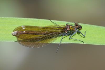 <i>Calopteryx virgo</i>