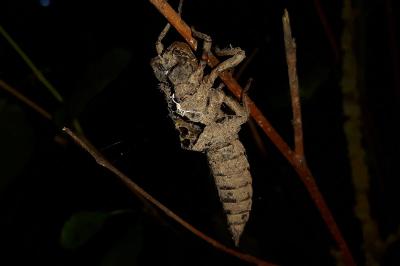 <i>Cordulegaster boltonii</i>