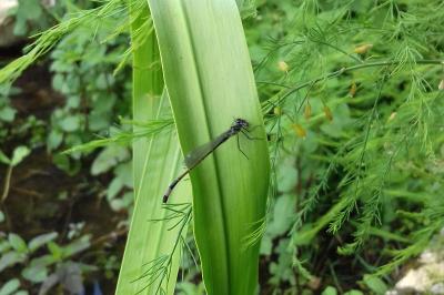 <i>Ischnura elegans</i>