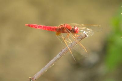 <i>Crocothemis erythraea</i>