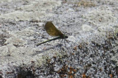 <i>Calopteryx virgo</i>