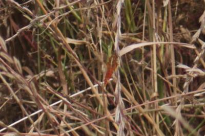 <i>Crocothemis erythraea</i>