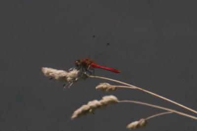<i>Sympetrum sanguineum</i>