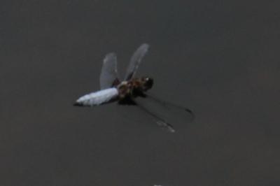 <i>Libellula depressa</i>
