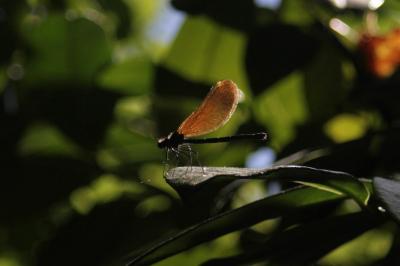 <i>Calopteryx virgo</i>