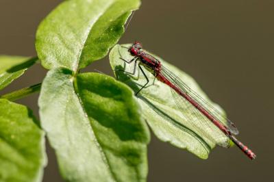 <i>Pyrrhosoma nymphula</i>