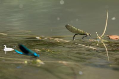 <i>Calopteryx splendens</i>