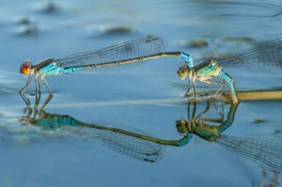 <i>Erythromma viridulum</i>
