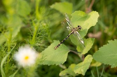 <i>Onychogomphus forcipatus</i>