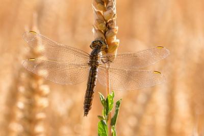 <i>Orthetrum brunneum</i>