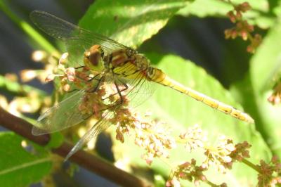 <i>Sympetrum sanguineum</i>