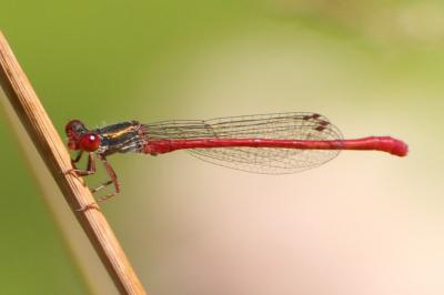 Ceriagrion tenellum