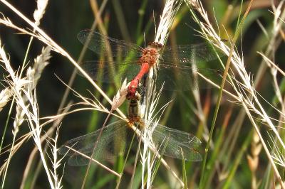 <i>Sympetrum sanguineum</i>