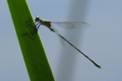 <i>Chalcolestes viridis</i>