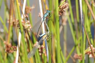 <i>Ischnura elegans</i>