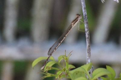 <i>Sympecma fusca</i>