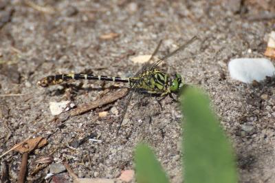<i>Onychogomphus forcipatus</i>