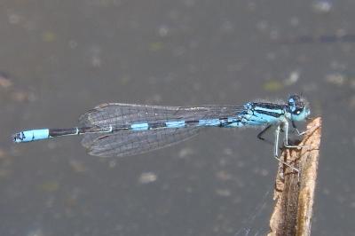 <i>Coenagrion scitulum</i>
