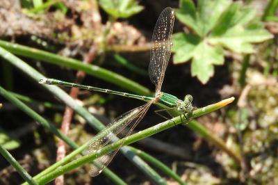 <i>Lestes barbarus</i>