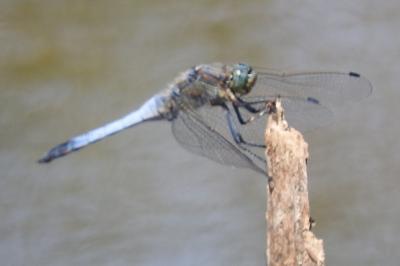 <i>Orthetrum cancellatum</i>