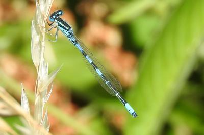 <i>Coenagrion scitulum</i>