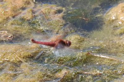 <i>Crocothemis erythraea</i>
